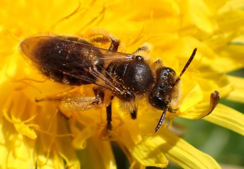 Réf. 251 738 : Andrena sp.